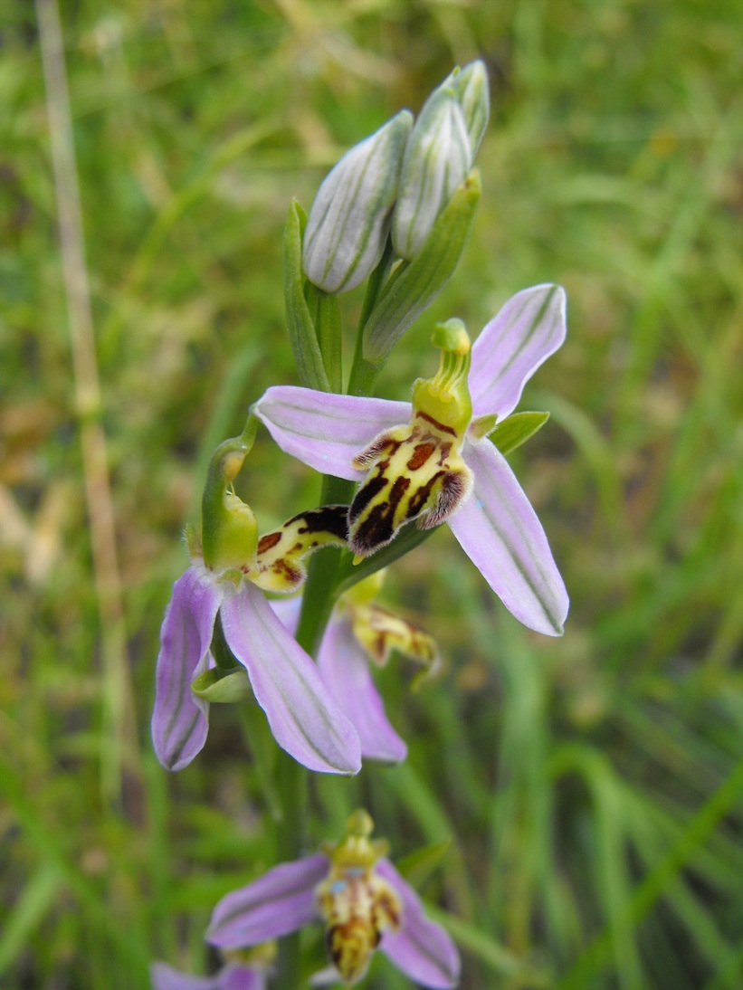 Ophrys apifera var. trollii